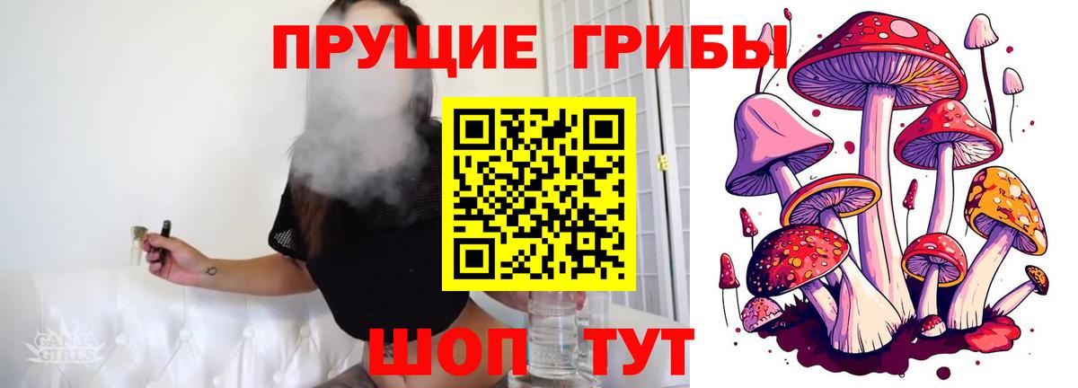 Галлюциногенные грибы Psilocybe Димитровград